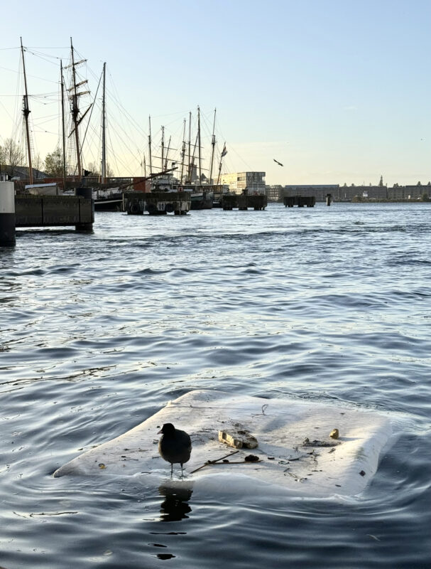 A black bird sits on a piece of plastic floating on the river IJ with ship masts in the background.