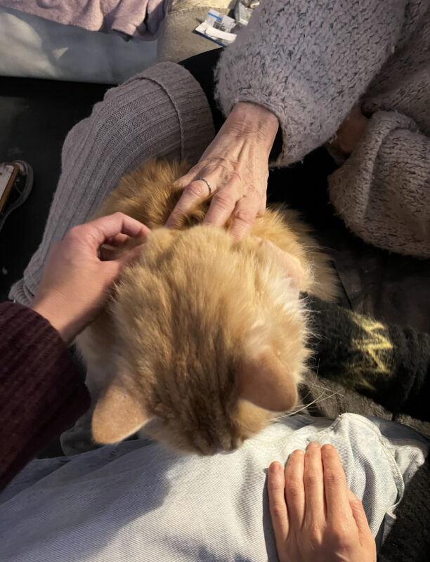 The head of an orange cat sites in between the legs of two women. Three hands, one elderly, reach to pet the cat.