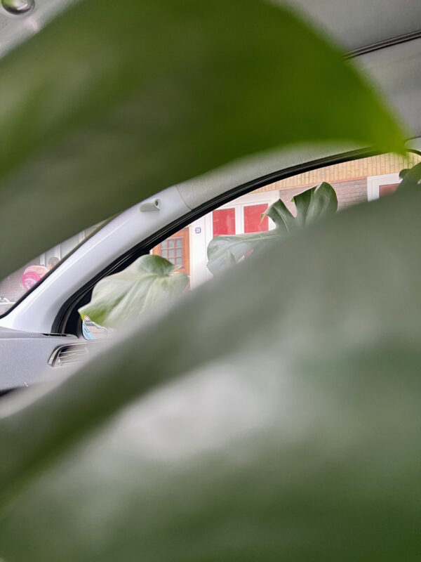 A photo taken from in between the leaves of a plant showing the window of the inside of a car where a monstera plant is.