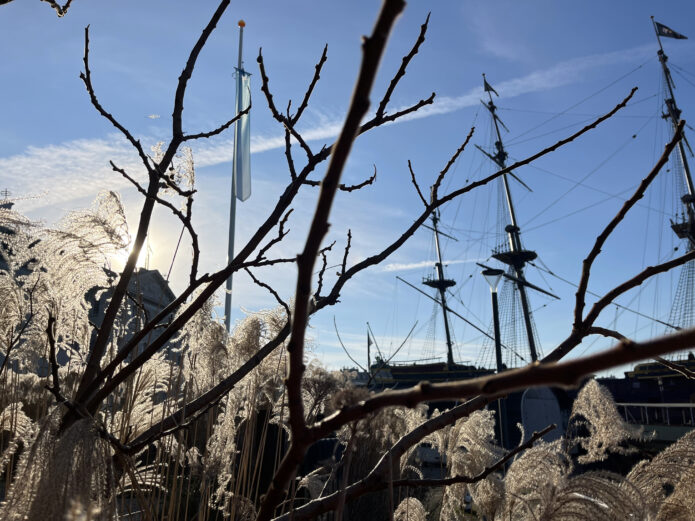 A photo taken from within reeds with branches and the masts of boats criss crossing against a bright blue sky.