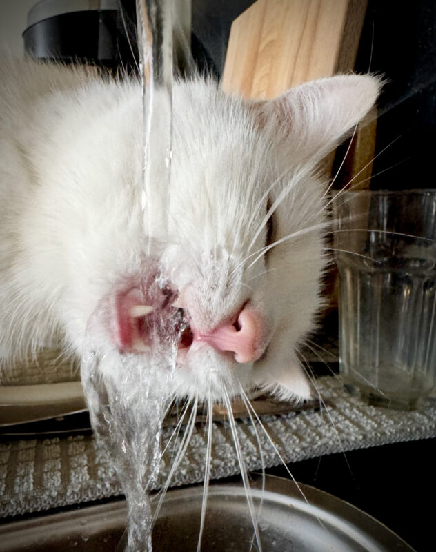 A white cat turns his head vertically to drink water from a running tap.